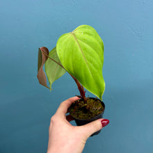 Load image into Gallery viewer, Philodendron Lynamii
