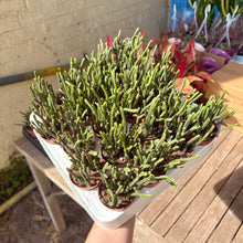Load image into Gallery viewer, Crassula Lycopodioides &#39;Watch Chain&#39;
