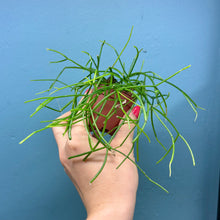 Load image into Gallery viewer, Rhipsalis Oasis Propagation Pot
