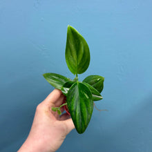 Load image into Gallery viewer, Monstera Standleyana 'Cobra Plant'
