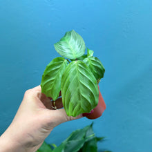 Load image into Gallery viewer, Maranta Silver Band &#39;Prayer Plant&#39;
