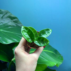 Hoya Krinkle 8 Propagation Pot