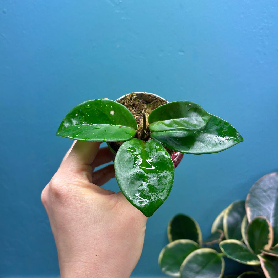 Hoya Krinkle 8 Propagation Pot