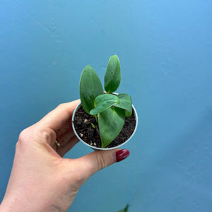 Monstera Aureopinnata aff.