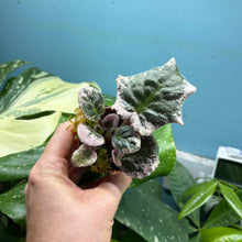 Load image into Gallery viewer, Saintpaulia Variegated 'African Violet' Propagation Small Plant
