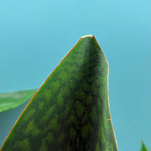 Load image into Gallery viewer, Sansevieria Masoniana &#39;Victoria&#39; (Whale Fin)

