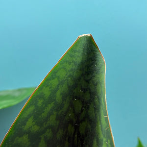 Sansevieria Masoniana 'Victoria' (Whale Fin)