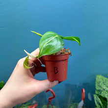 Load image into Gallery viewer, Philodendron Scandens &#39;Brasil&#39; B
