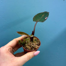 Load image into Gallery viewer, Philodendron 'Pink Princess' B
