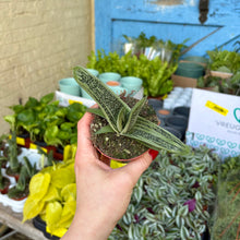 Load image into Gallery viewer, Gasteria &#39;Little Warty&#39;
