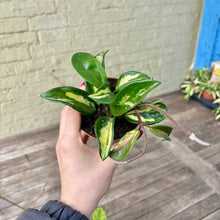 Load image into Gallery viewer, Hoya Carnosa Tricolour &#39;Krimson Princess&#39;
