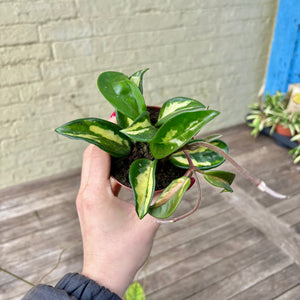 Hoya Carnosa Tricolour 'Krimson Princess'