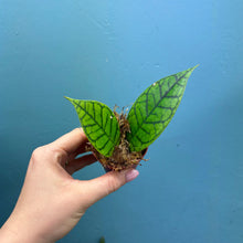 Load image into Gallery viewer, Hoya Callistophylla Propagation Pot
