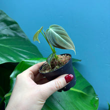 Load image into Gallery viewer, Philodendron Melanochrysum Rooted Cutting

