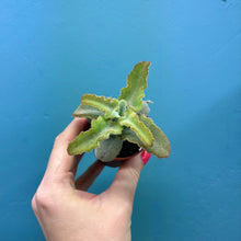 Load image into Gallery viewer, Kalanchoe Beharensis
