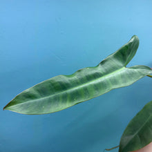 Load image into Gallery viewer, Philodendron Atabapoense
