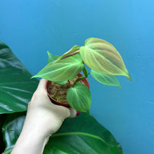 Load image into Gallery viewer, Philodendron Camposportoanum
