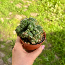 Load image into Gallery viewer, Cereus Peruvianus Monstrosus Cristata
