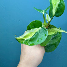 Load image into Gallery viewer, Philodendron &#39;Cream Splash&#39;
