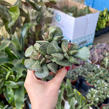Load image into Gallery viewer, Adromischus Cooperi &#39;Plover Eggs Plant&#39;
