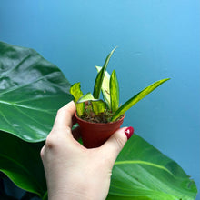 Load image into Gallery viewer, Baby Hoya Wayetii Variegated
