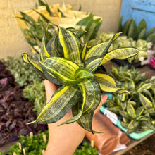 Load image into Gallery viewer, Sansevieria Trifasciata Hahnii ‘Twirl Star'
