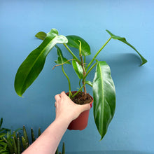 Load image into Gallery viewer, Philodendron 'Jerry Horne'
