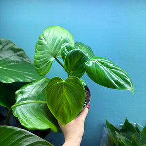 Philodendron Pittieri