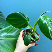 Load image into Gallery viewer, Philodendron Pittieri &amp; Mamei Rooted Propagation Pot

