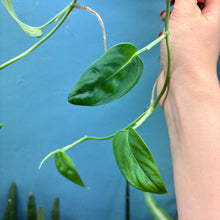 Load image into Gallery viewer, Monstera Aureopinnata aff.
