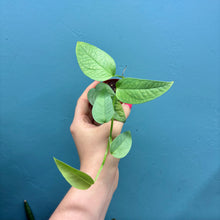 Load image into Gallery viewer, Epipremnum Pinnatum &#39;Cebu Blue&#39; Rooted Cuttings
