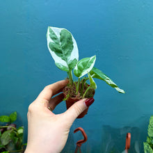Load image into Gallery viewer, Epipremnum Aureum N&#39;Joy
