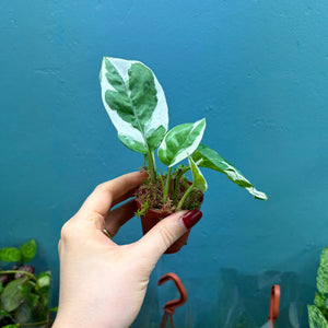 Epipremnum Aureum N'Joy