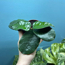 Load image into Gallery viewer, Hoya Villosa
