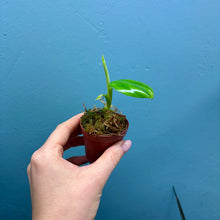 Load image into Gallery viewer, Philodendron Pittieri
