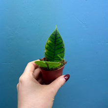 Load image into Gallery viewer, Hoya Callistophylla Propagation Pot
