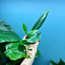 Load image into Gallery viewer, Monstera Standleyana &#39;Cobra Plant&#39;
