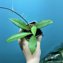Load image into Gallery viewer, Hoya Crassipetiolata Propagation Pot
