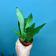 Load image into Gallery viewer, Sansevieria Trifasciata &#39;Snake Plant&#39; Rooted Cutting Pot

