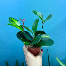 Load image into Gallery viewer, Hoya Australis/ Australis Lisa
