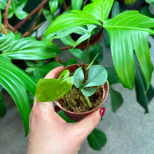Load image into Gallery viewer, Amydrium Medium Silver Rooted Cuttings

