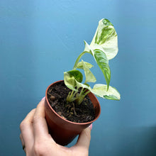 Load image into Gallery viewer, Epipremnum Aureum 'Happy Leaf'
