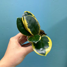 Load image into Gallery viewer, Hoya Australis Blondie Propagation Pot
