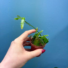 Load image into Gallery viewer, Epiphyllum Sarah Courant Propagation Pot
