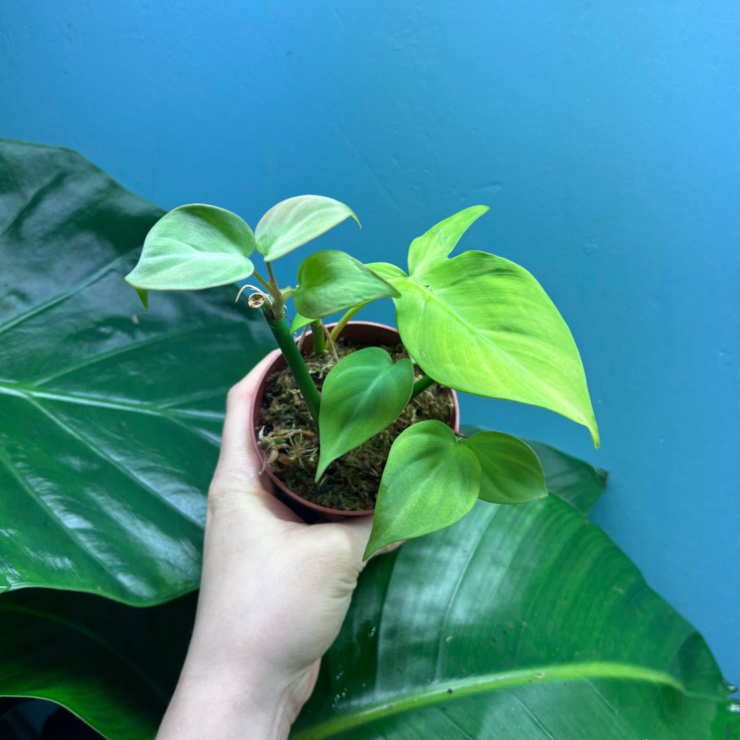 Philodendron Camposportoanum