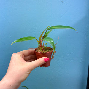 Philodendron Erubescens 'Red Emerald'