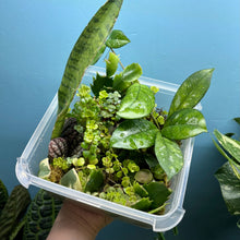 Load image into Gallery viewer, Propagation Bundle Tub 85 - Hoya, Peperomia, Pilea, Schlumbergera &amp; Hoya

