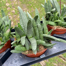 Load image into Gallery viewer, Gasteria Verrucosa
