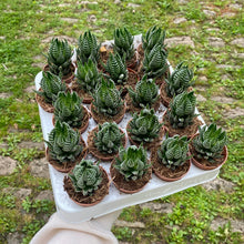 Load image into Gallery viewer, Haworthia Super Fasciata
