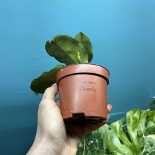 Load image into Gallery viewer, Hoya Villosa
